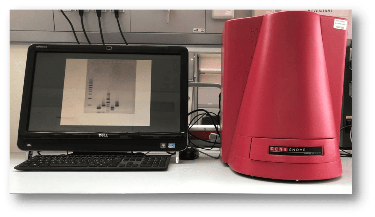 Système d'imagerie GeneGnome