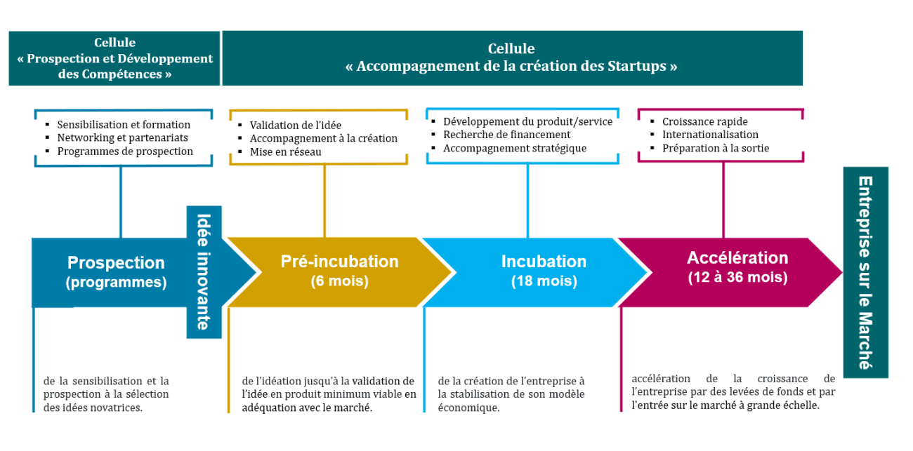 Schéma des étapes de création des startups